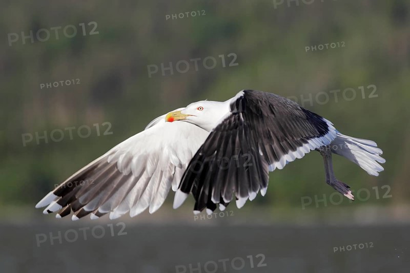 Mantelmöwe; lat. Larus marinus; im Flug von der Seite bei Sonnenschein über Gewässer