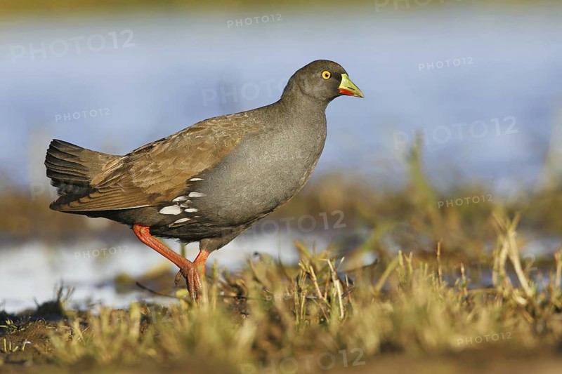Black-tailed Nativehen (Tribonyx ventralis), Victoria, Australia