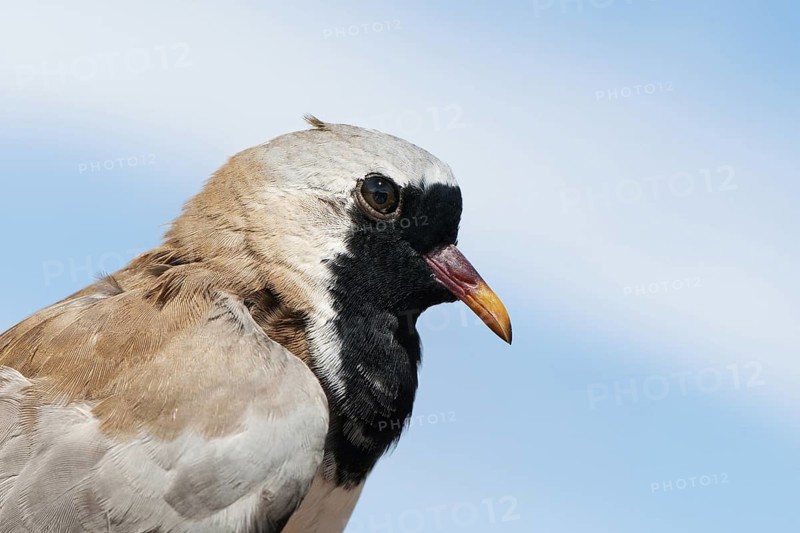 Namaqua Dove (Oena capensis) male, Eilat, Israel