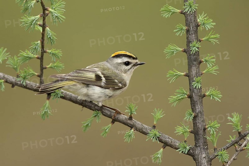 Golden-crowned Kinglet (Regulus satrapa), Michigan, USA