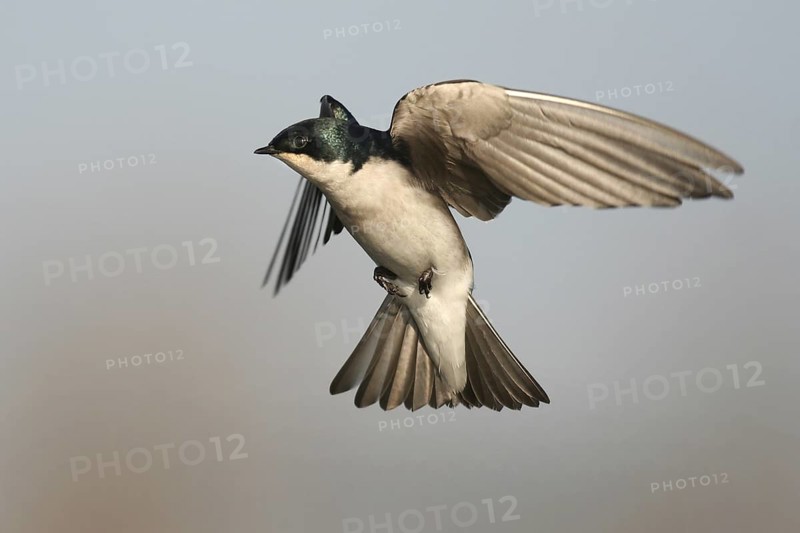 Tree Swallow (Tachycineta bicolor) flying, Ohio, USA