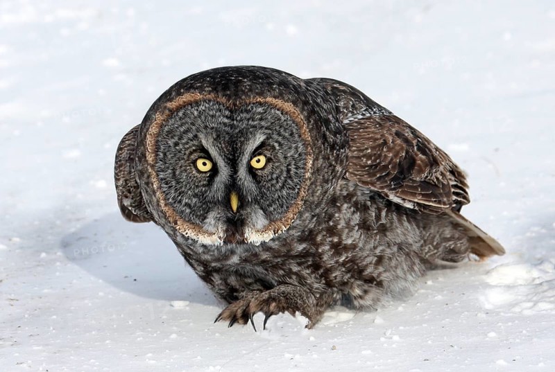 Great Grey Owl (Strix nebulosa), Saskatchewan, Canada