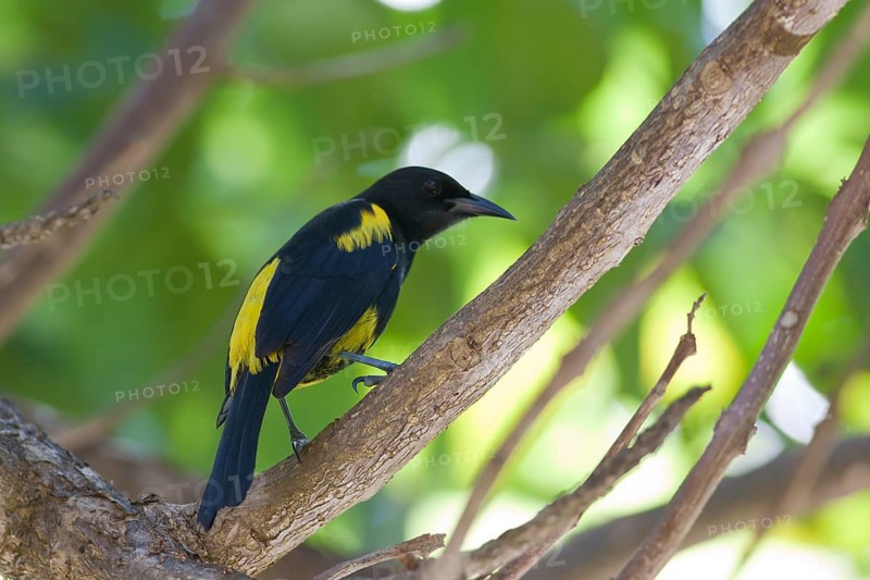 Hispaniolan Oriole (Icterus dominicensis), Dominica