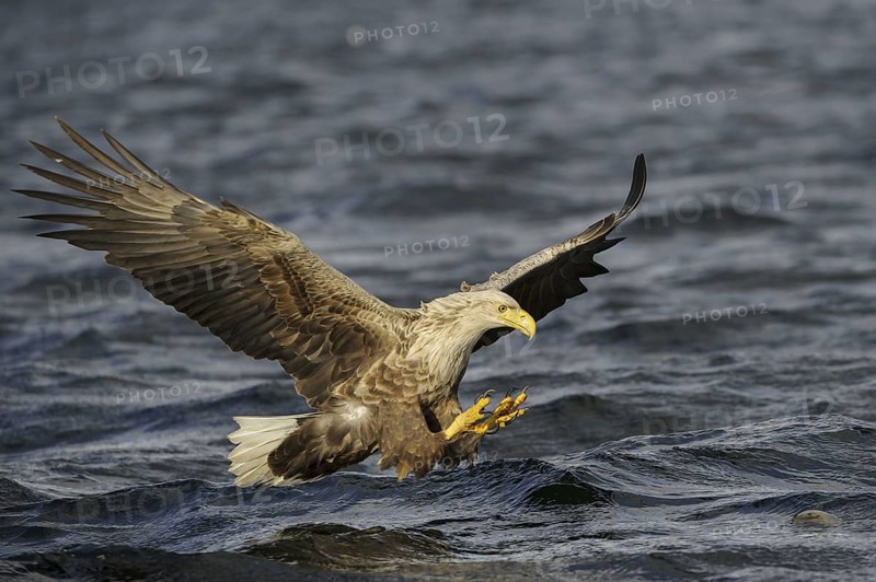 White-tailed Eagle (Haliaeetus albicilla) flying, Nord-Trondelag, Norway