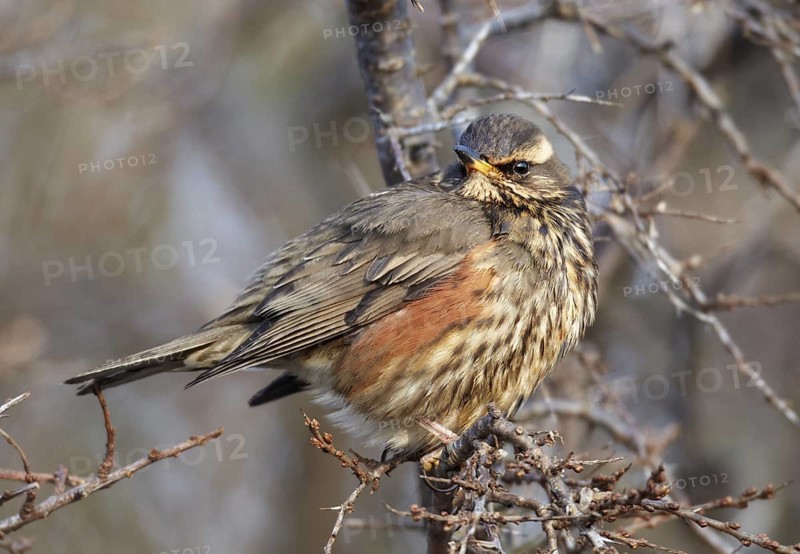 Redwing (Turdus iliacus), Schleswig-Holstein, Germany