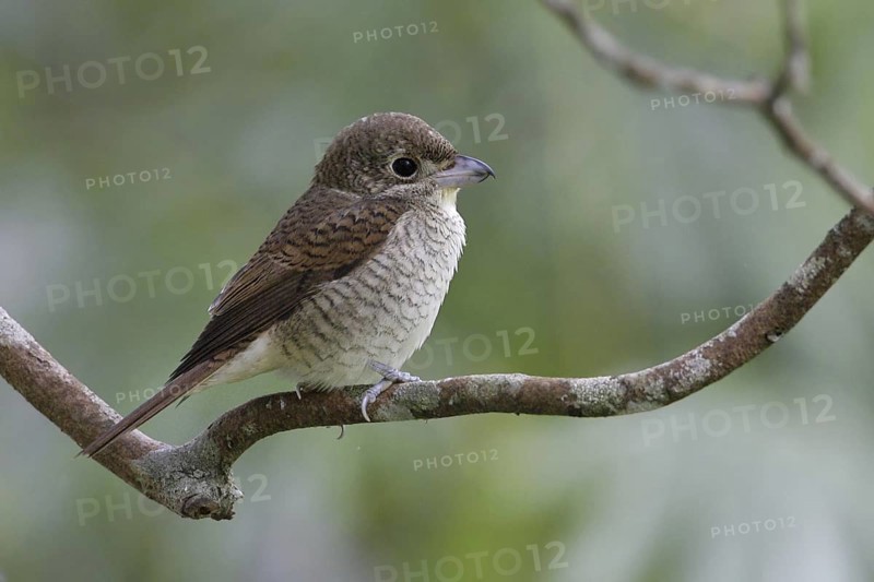 Tiger Shrike (Lanius tigrinus), Malaysia