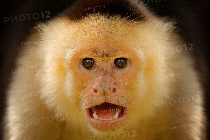 Close-up detail of monkey face. White-headed Capuchin, black monkey sitting on tree branch in the dark tropical forest. Wildlife of Costa Rica. Travel holiday in Central America