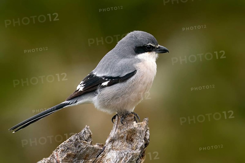 Iberian grey shrike, Lanius meridionalis, in the nature habitat, Sierra de Andújar, Andalusia, Spain in Europe. Black and gry bird sitting on the branch