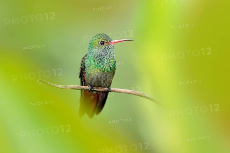 Bird with red bill, America. Rufous-tailed Hummingbird, Amazilia tzacat, with clear green background, Colombia. Wildlife scene from nature. Wild animal in the nature habitat