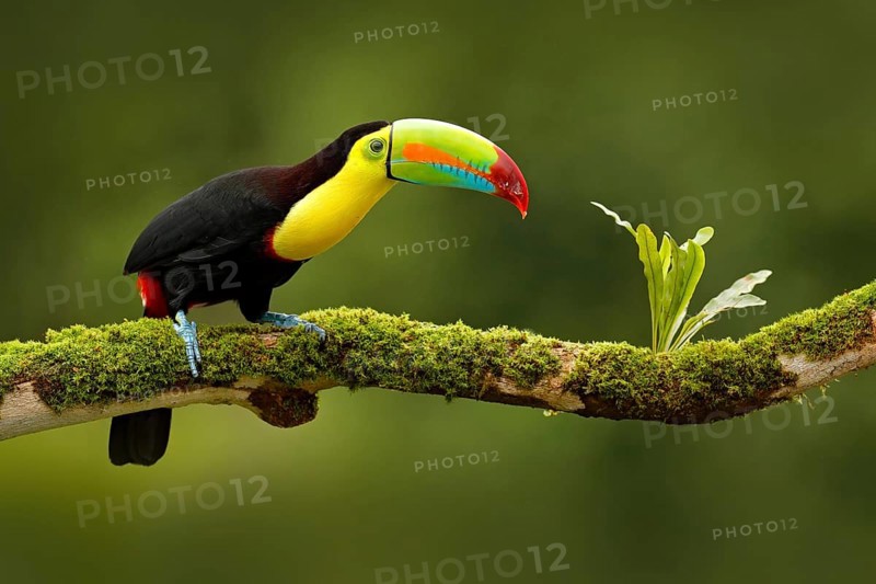 Keel-billed Toucan, Ramphastos sulfuratus, bird with big bill. Toucan sitting on the branch in the forest, Boca Tapada, green vegetation, Costa Rica. Nature travel in central America