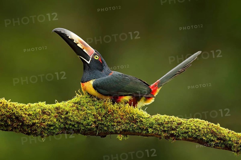 Collared Aracari, Pteroglossus torquatus, bird with big bill. Toucan sitting on the branch in the forest, Boca Tapada, Laguna de Lagarto Lodge, Costa Rica. Nature bird travel in central America