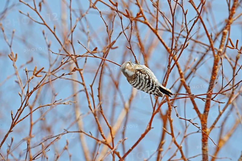 Japanese pygmy woodpecker, Dendrocopos kizuki, small woodpecker from Hokkaido, Japan. Little bird on the tree during winter, with blue sky. Cold season in Japan. Woodpecker in the nature habitat
