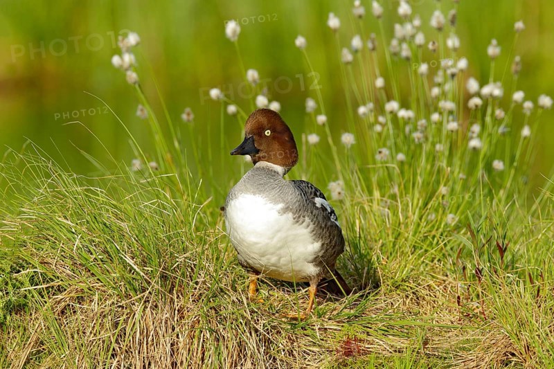 Common pochard, Aythya ferina, is diving duck from Europe. Bird in the beautiful habitat, bird with cotton grass. Summer in the Finland. Wildlife scene from nature
