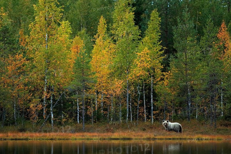 Bear hidden in yellow forest. Autumn trees with bear. Beautiful brown bear walking around lake, fall colours. Big danger animal in habitat. Wildlife scene from nature, Russia