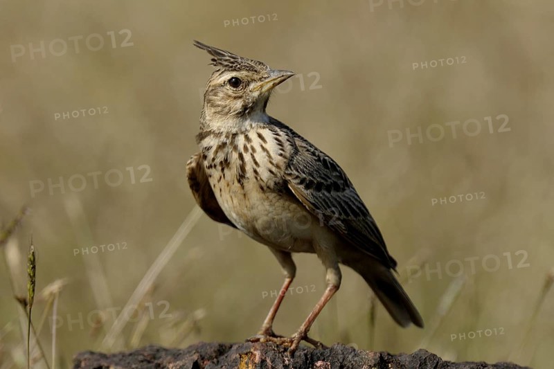 Malabar Lark (Galerida malabarica), Goa, India