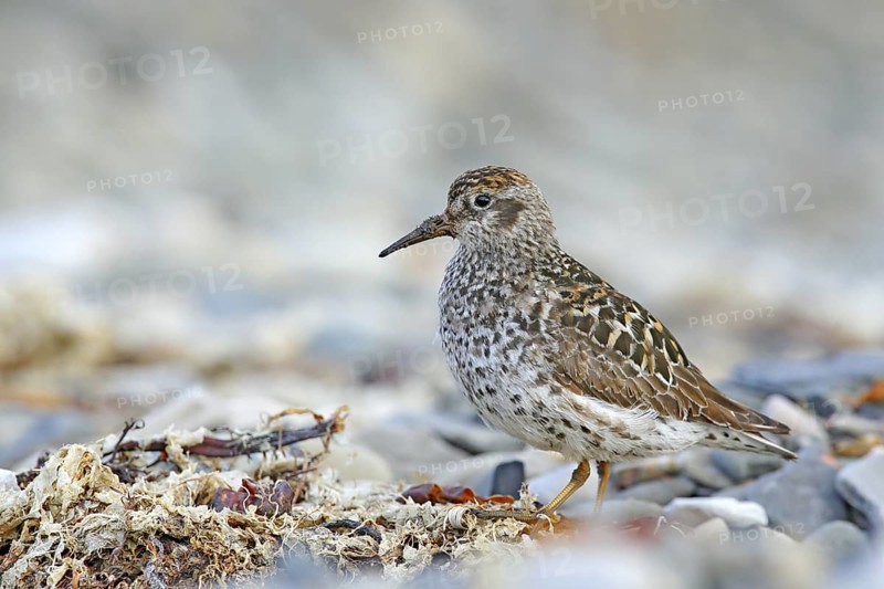 Purple Sandpiper, Calidris maritima, sea water bird in the nature habitat. Animal on the ocean coast. Wildlife scene from Norway, Europe