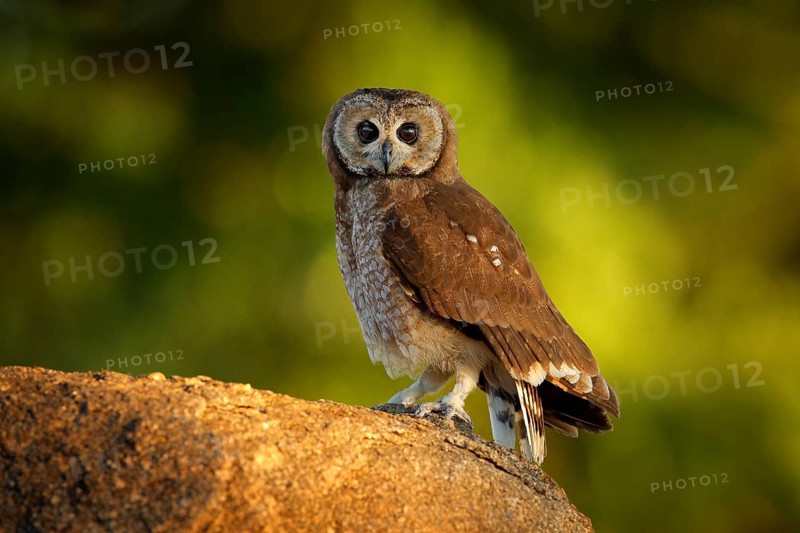 Marsh owl, Asio capensis, Lake Kariba, Zimbabwe. Bird siting on the stone in green vegetation, evening light. owl in the habitat. Wildlife scene from Africa nature. Birdwatching in Zimbabwe