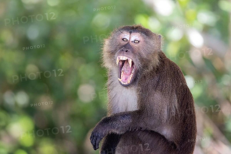 Long-tailed Macaque (Macaca fascicularis) roaring adult showing teeth, Thailand