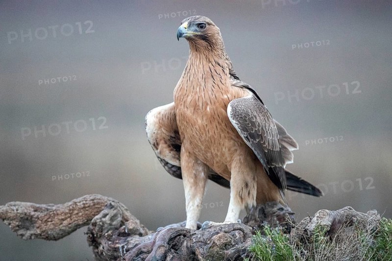 Bonelli's Eagle (Aquila fasciata) juvenile, Castile-La Mancha, Spain