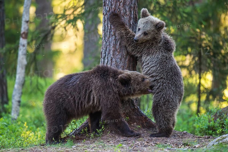 Eurasian Brown Bear (Ursus arctos) two cubs playing in forest, Finland