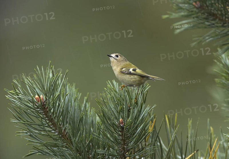 Goldcrest (Regulus regulus), Mecklenburg-Western Pomerania, Germany