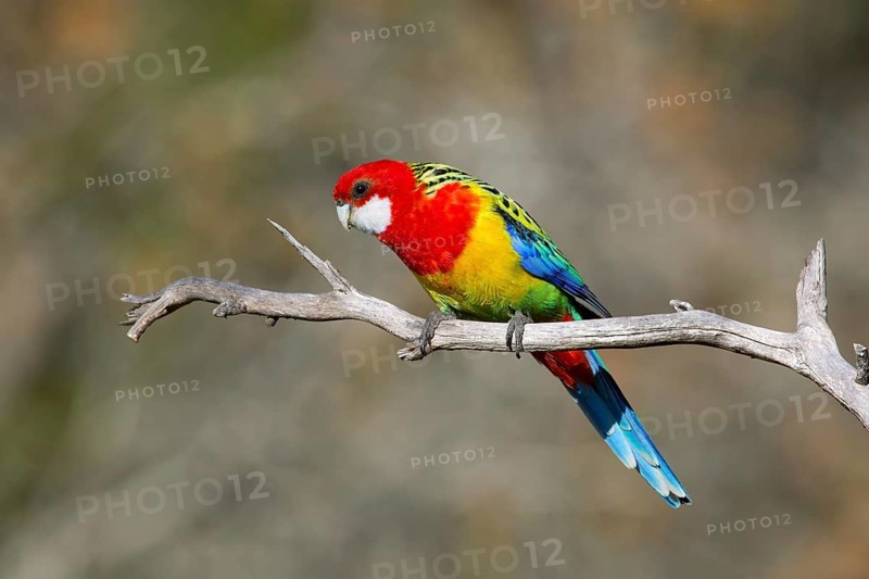 Eastern Rosella (Platycercus eximius) male, Victoria, Australia
