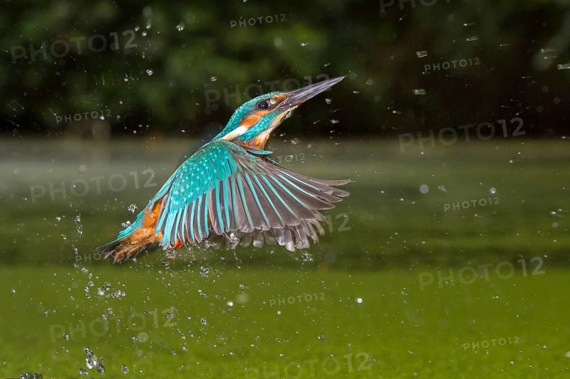Common Kingfisher (Alcedo atthis) male fishing, Lower Saxony, Germany