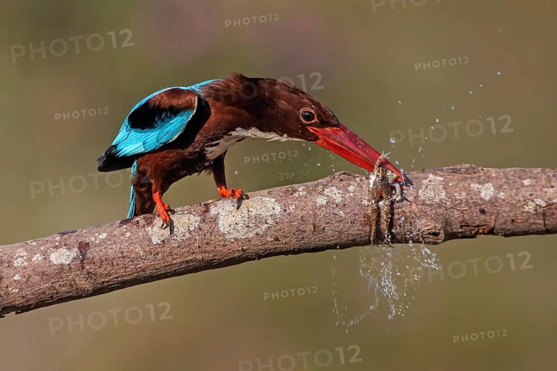 White-throated Kingfisher (Halcyon smyrnensis) eating frog, Malaysia