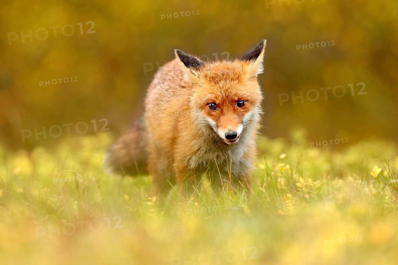 Red Fox, Vulpes vulpes in fall forest. Beautiful animal in the nature habitat. Wildlife scene from the wild nature. Fox running in orange and yellow autumn leaves. Animal in fall wood habitat