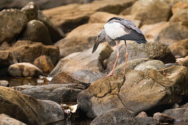 Asien Openbill (Anastomus oscitans) beim Jagen am Bach im Regenwald von Sri Lanka
