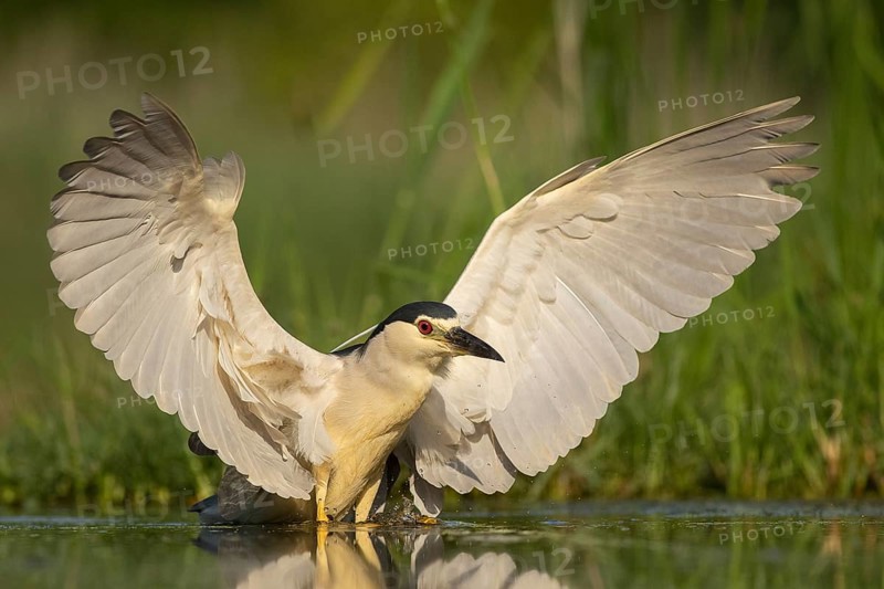 Black-crowned Night Heron (Nycticorax nycticorax), Pusztaszer, Hungary