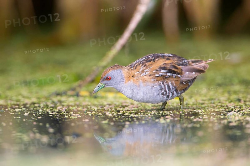 Baillon's Crake (Porzana pusilla palustris) foraging, Victoria, Australia