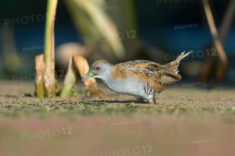 Baillon's Crake (Porzana pusilla palustris) foraging, Victoria, Australia