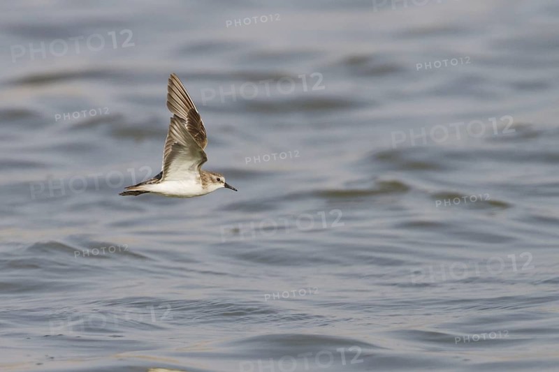 Little Stint (Calidris minuta) flying, Oman