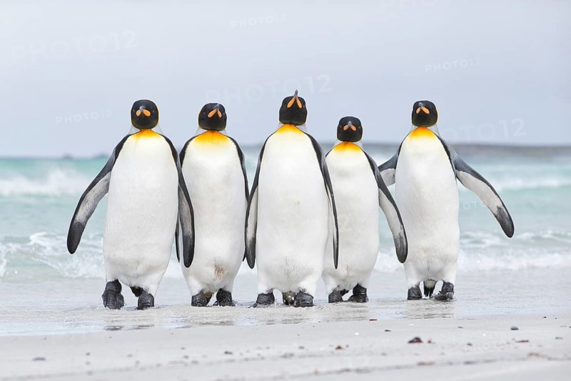 King Penguin (Aptenodytes patagonicus) group on shore, Volunteer Point, Falkland Islands