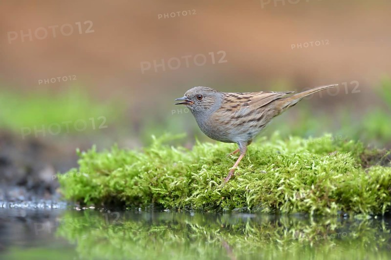 Dunnock (Prunella modularis) at a waterhole, Netherlands