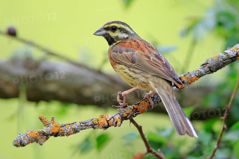Cirl Bunting (Emberiza cirlus) male perched on a branch, Andalusia, Spain