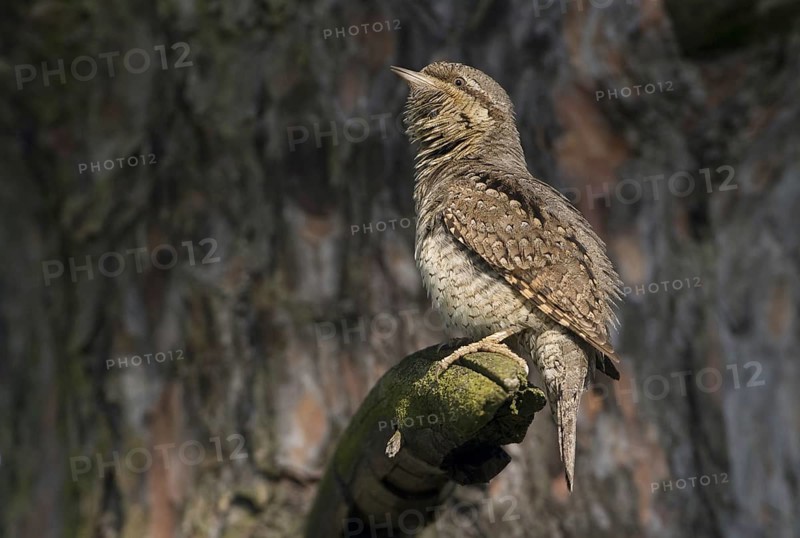 Eurasian Wryneck (Jynx torquilla), Saxony, Germany