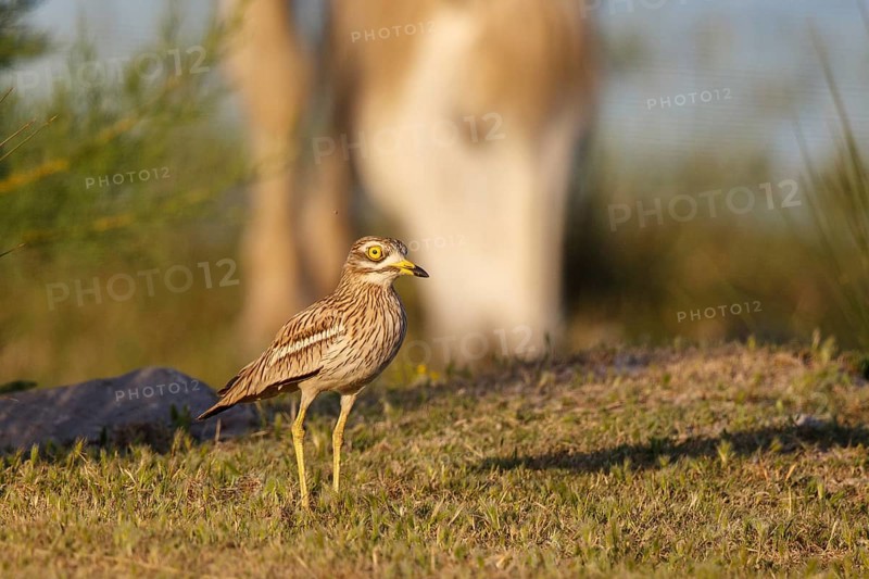 Eurasian Stone-curlew (Burhinus oedicnemus), Mallorca, Spain