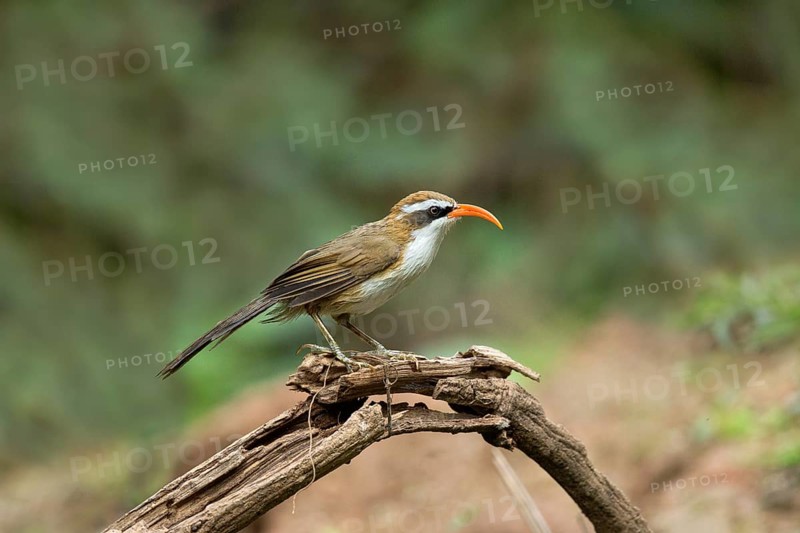 Red-billed Scimitar Babbler (Pomatorhinus ochraceiceps), Yunnan, China