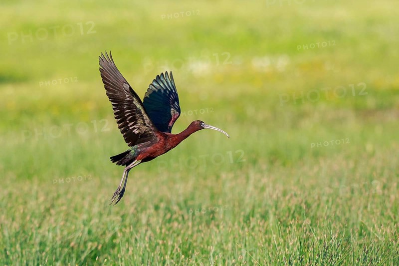 Glossy Ibis (Plegadis falcinellus) flying, Lesvos, Greece