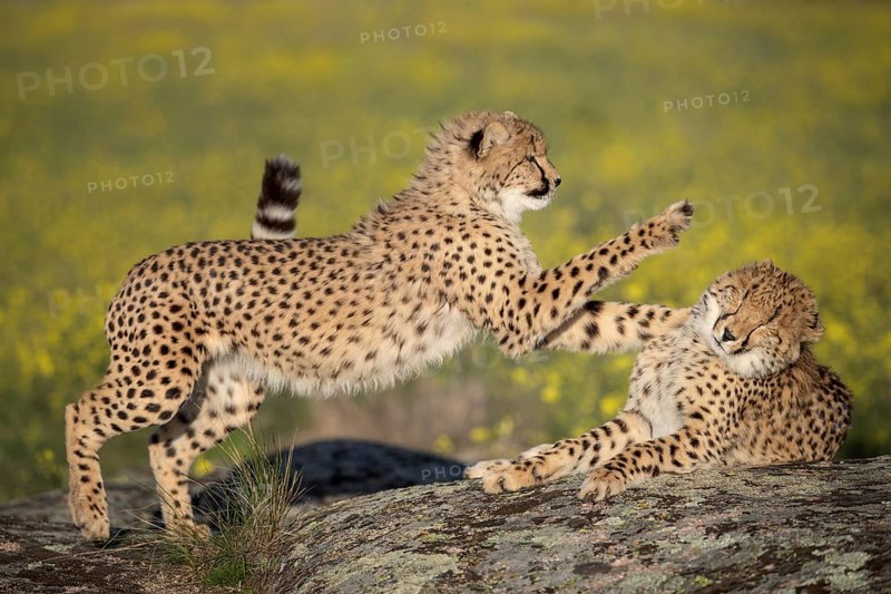 Cheetah (Acinonyx jubatus) two playing on rocks in meadow, Castile-La Mancha, Spain