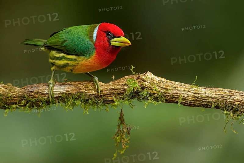 Red-headed Barbet (Eubucco bourcierii) perched on a branch in the Andes mountains of Colombia