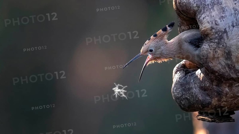 Eurasian Hoopoe (Upupa epops) juvenile spapping for a downy feather, Saxony-Anhalt, Germany
