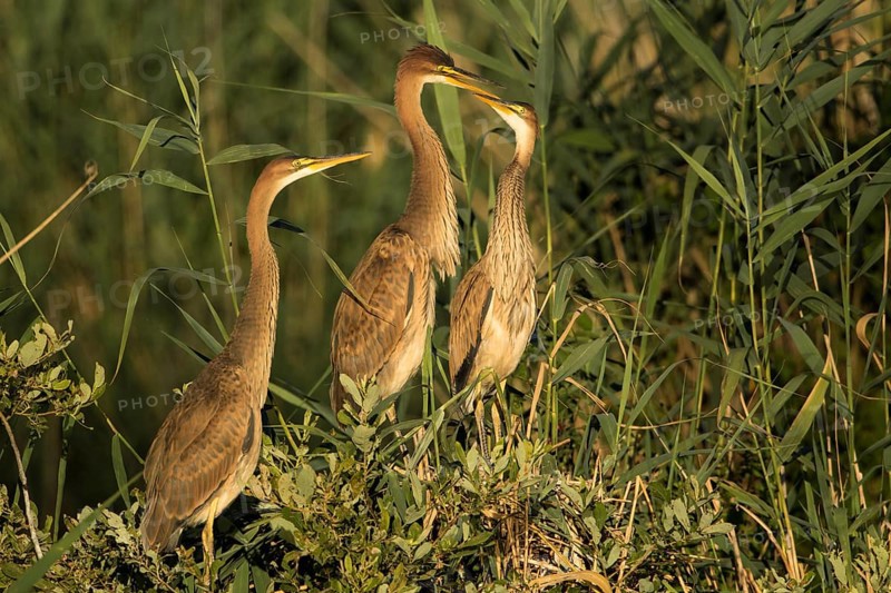 Purple Heron (Ardea purpurea) with juveniles on nest, Baden-Wuerttemberg, Germany