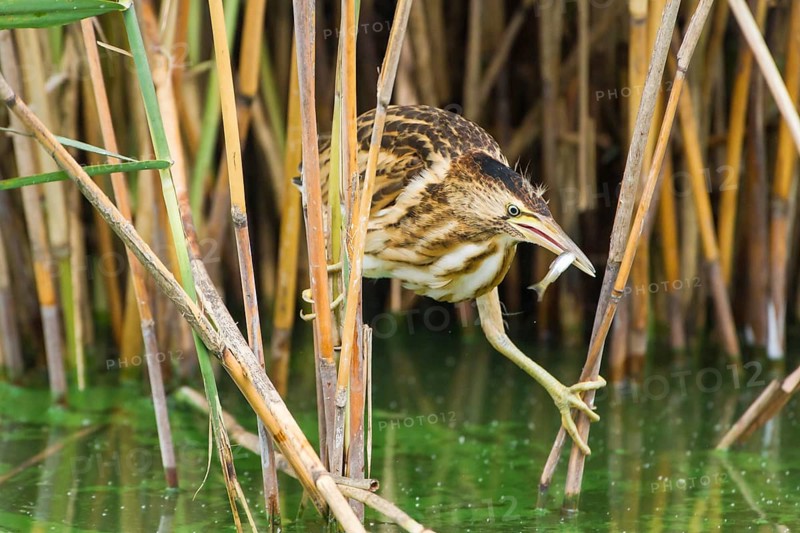 Little Bittern (Ixobrychus minutus) juvenile carrying fish in bill, Thuringia, Germany