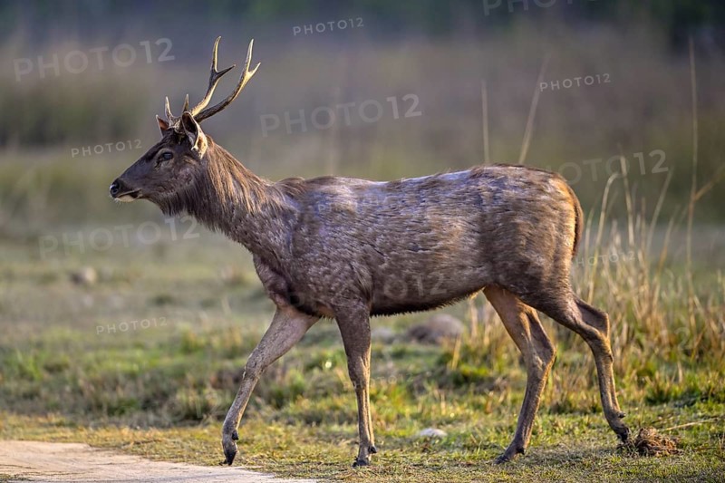 Sambar or horse deer (Cervus unicolor), Corbett National Park, near Ramnagar, Uttarakhand State, India