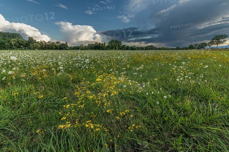 Colourful wildflowers spread across a green meadow on a sunny afternoon. The sky shows contrasting clouds that emphasise the beauty of nature. A tranquil scene that is perfect for relaxing. Bas rhin, Alsace, Grand Est, France