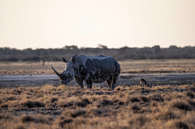 Southern white rhinoceros (Ceratotherium simum simum), Khama Rhino Sanctuary, Serowe, Botswana