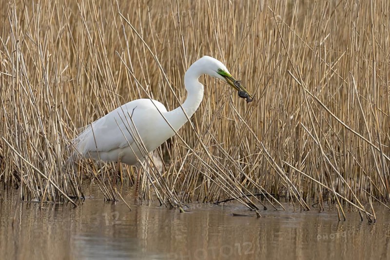 Great white egret (Ardea alba) adult bird in water on the edge of a reedbed with a frog for food in its beak in spring, England, United Kingdom